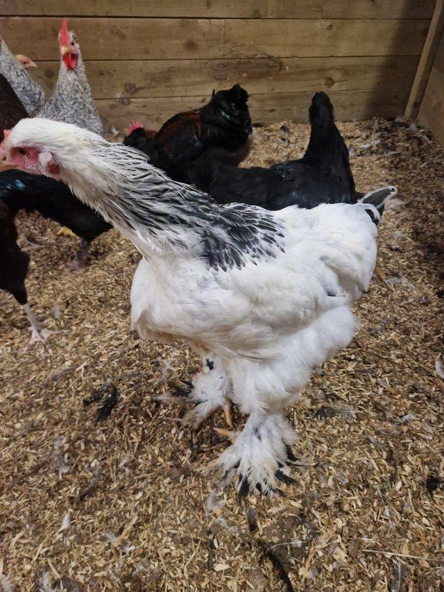 Preview of the first image of Handsome Colombian brahma cockerel for sale 19 wk.