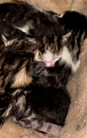 Image 2 of Polydactyl Tabby and Tabby and white Kittens