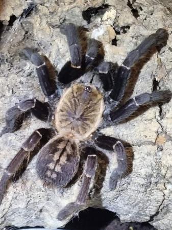 Image 2 of Adult female tarantulas for home