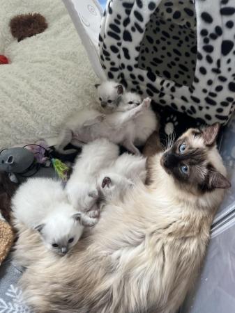 Image 3 of Stunning ragdoll kittens looking for the best homes
