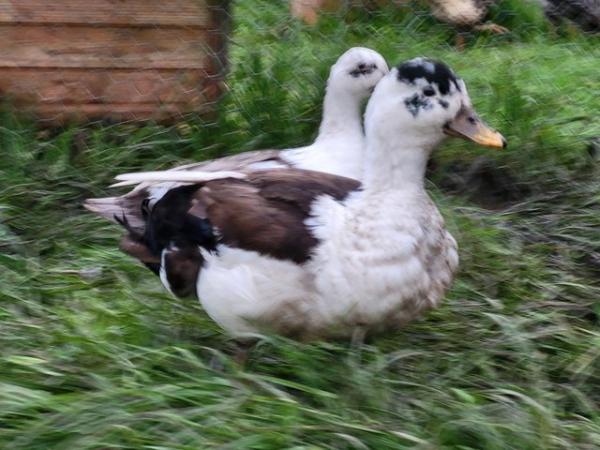 Image 1 of Call ducks last years hatch
