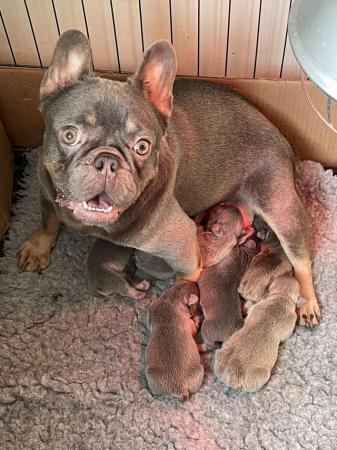 Image 6 of French bulldog puppies , ready now , KC reg , microchipped