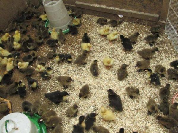 Image 2 of Day old chicks and day old duckling unsexes