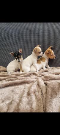 Image 4 of REDUCED 1 MALE  Jack russell x chihuahua puppy