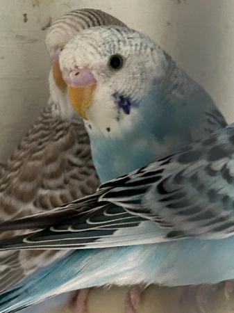 Image 10 of Beautiful young Budgies for sale