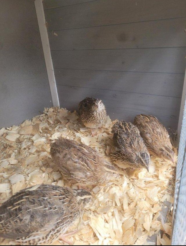 Preview of the first image of Coturnix Quail Breeding Trio.