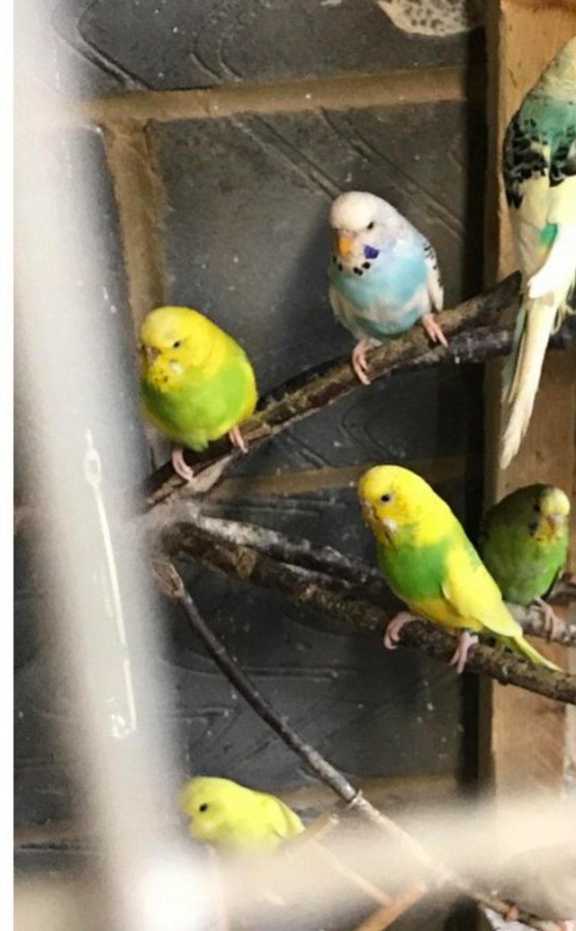 Preview of the first image of Caring home for budgies & cockatiels.