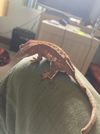 Image 5 of 2years old crested gecko