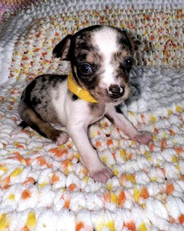 Image 8 of Chihuahua Puppies for sale