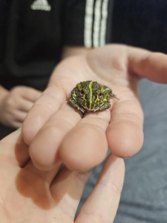 Image 1 of Baby African Bullfrog and Pacman for sale