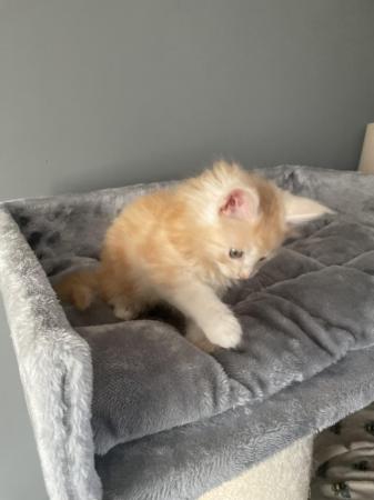 Image 13 of Maine Coon Ginger kittens ( 2 boys)