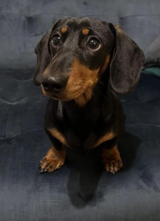 Image 20 of KC Registered Miniature Dachshund puppies.