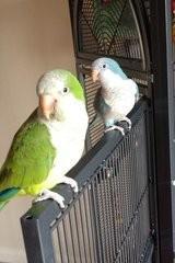 Preview of the first image of ......Baby Quaker Parrots......