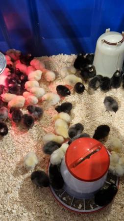 Image 3 of Female chicks - hybrid layers Sussex,speckledy,bluebelle