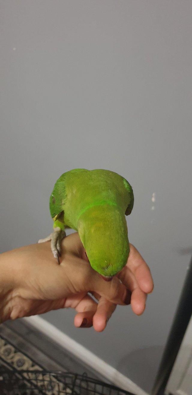 Preview of the first image of 5 months old parrot male and female available.