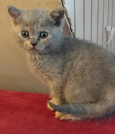 Image 7 of GCCF registered British Shorthair Kittens