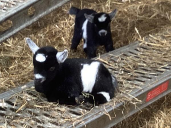 Image 5 of Two little Pygmy goat wether kids