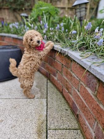 Image 15 of Beautiful Red Poodle Puppies READY THIS WEEKEND.