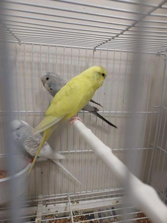 Image 4 of Gorgeous baby budgies for sale