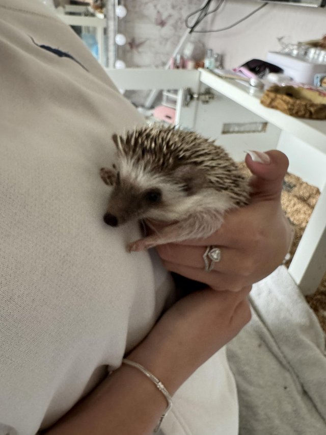 Preview of the first image of African Pygmy Hedgehog for sale with set up.