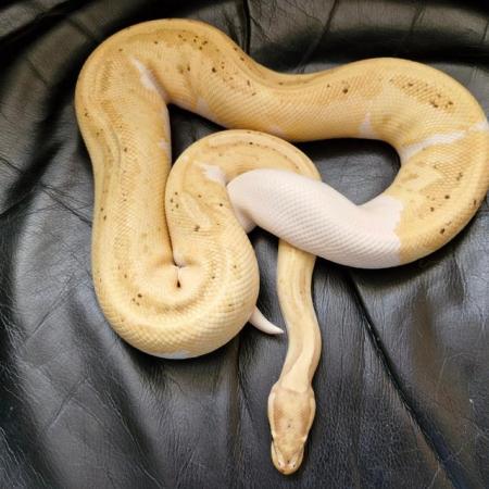Image 2 of Adult male Coral Glow Yellow Belly Pied Royal python. Cb21