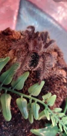 Image 2 of Variety of Tarantulas for sale