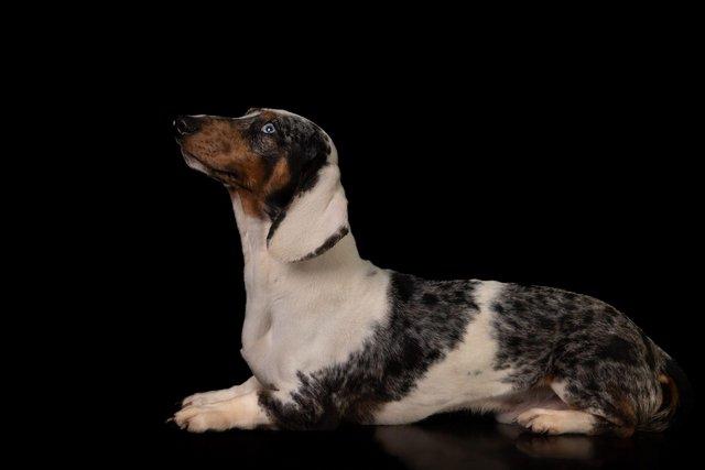 Image 3 of Stunning dachshund for stud duties