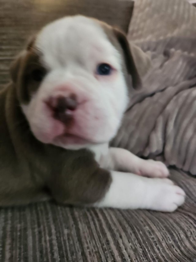 Preview of the first image of Old tyme bulldog x staffy puppies.