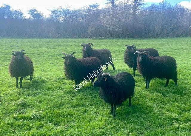 Preview of the first image of 2023 PEDIGREE HEBRIDEAN LAMBS..