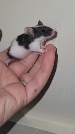 Image 5 of Beautiful friendly Baby mice ready soon.