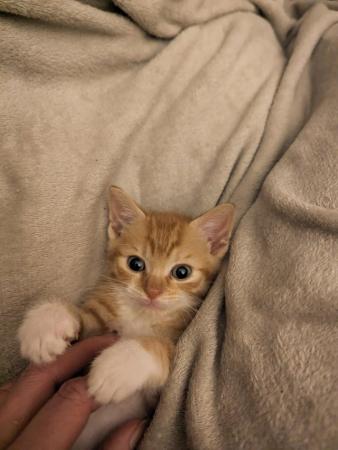 Image 6 of Just 1 kitten left now - 3 have found their forever homes
