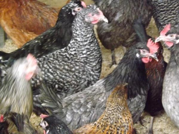 Image 3 of For Sale Speckledies Pullets/Hens