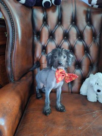 Image 8 of Very rare crestiepoo puppies (chinese crested Cross poodle)
