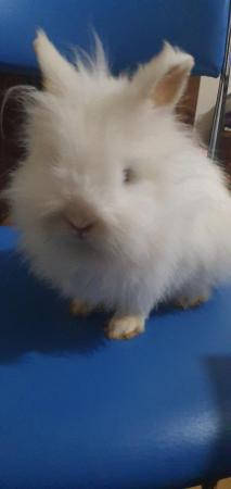Image 2 of A beautiful rabbit is looking for a family  for free