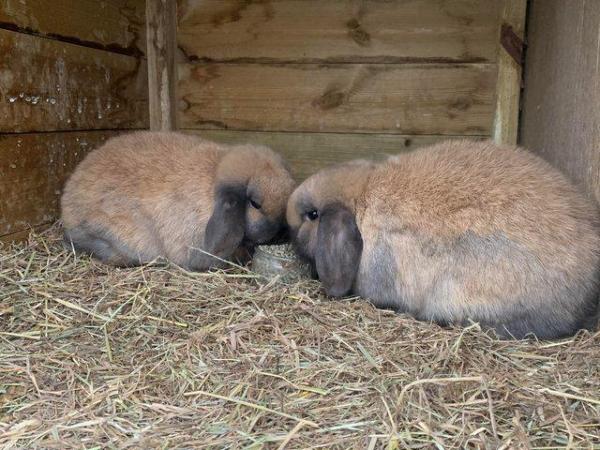 Image 3 of 1 sooty fawn mini lop male. 1 left