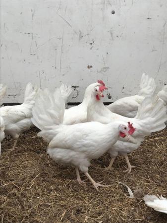 Image 2 of Quality White star pol pullets 21 weeks