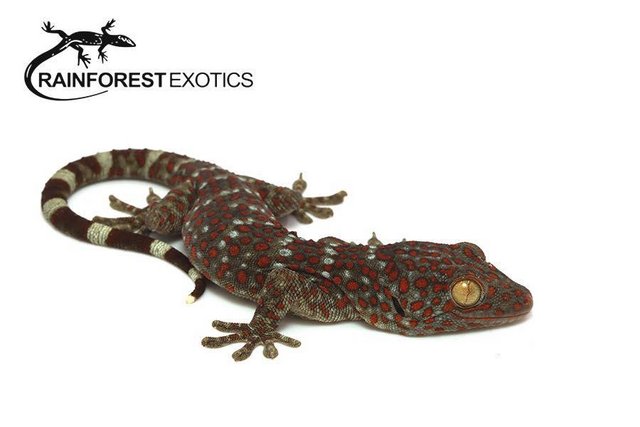 Preview of the first image of LIZARDS - Rainforest Exotics Stocklist.