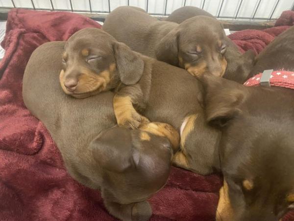 Image 6 of dachshund miniature puppies READY TO LEAVE 22nd NEXT WEEK