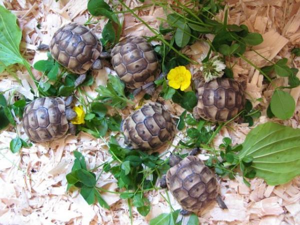 Image 6 of Baby Spur-thigh Tortoises for sale