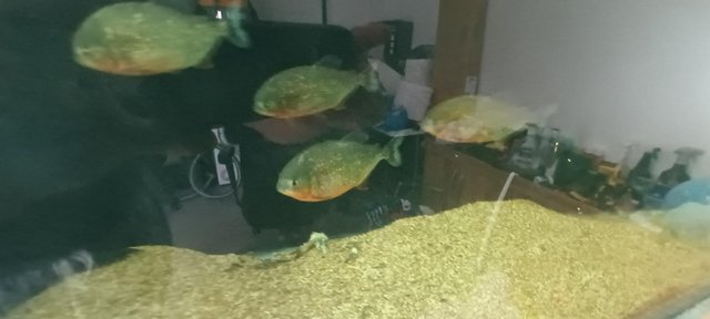 Image 5 of Piranha fish for sale over 1 year old.