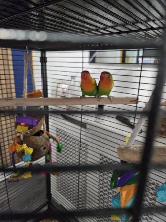 Image 2 of Pair of love birds with new cage
