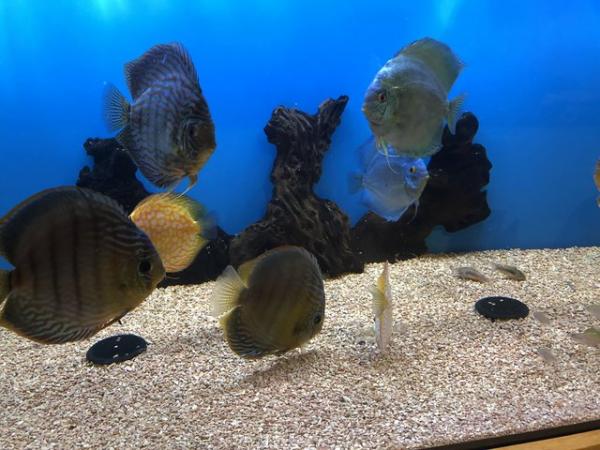 Image 6 of 12 Chens Discus for sale