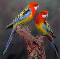 Image 3 of Pet Birds for sale parrots to finches