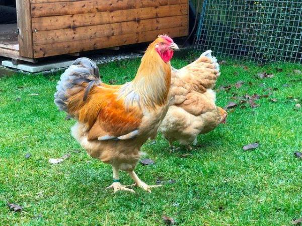 Image 37 of *POULTRY FOR SALE,EGGS,CHICKS,GROWERS,POL PULLETS*