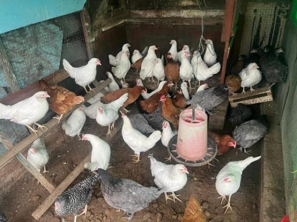 Image 4 of Chickens for sales point of lay