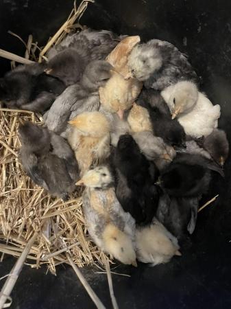 Image 1 of Beautiful chicks for sale