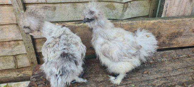 Preview of the first image of Silkie Growers Chickens.