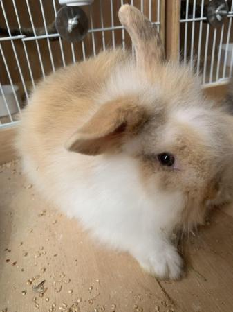 Image 7 of Quality double maned lion lop baby rabbits
