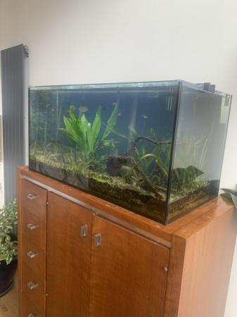 Image 4 of Fully cycled aquarium with fish, shrimps and snails
