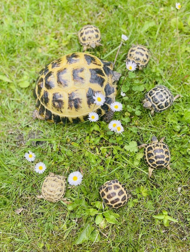Preview of the first image of Baby Horsefield tortoise.